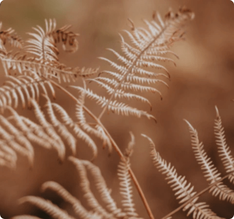 Image of a fern
